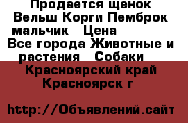 Продается щенок Вельш Корги Пемброк мальчик › Цена ­ 65 000 - Все города Животные и растения » Собаки   . Красноярский край,Красноярск г.